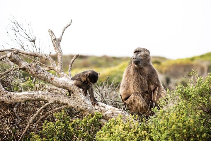 Cape Town to Kruger: 8-Day Fly-In Safari from Table Mountain to Big Five photo 6