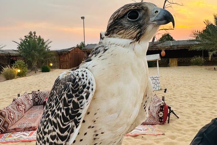 Inside Abu Dhabi Falcon Hospital: Behind-the-Scenes Falconry Care & Cultural Experience photo 5