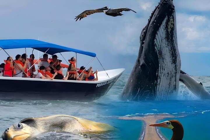 Peninsula of Life Whale Watching & Snorkeling — Ballena Marine National Park Day Trip