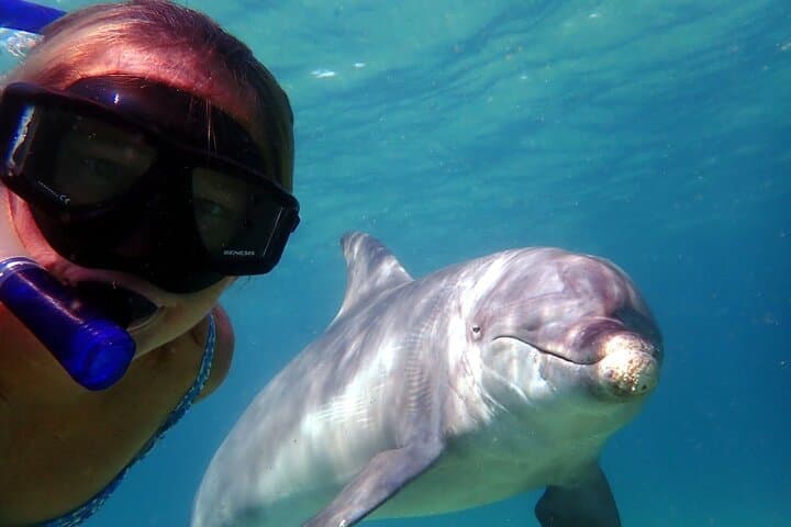 Shell Island Snorkeling & Dolphin Cruise from Panama City Beach photo 2