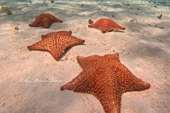 Cozumel Star & Turtle Sanctuary Snorkel — Palancar, Colombia, El Cielo photo 2