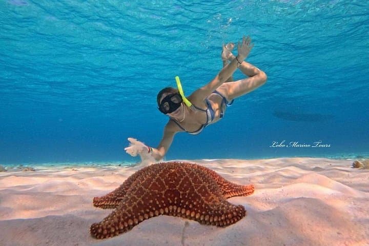 Cozumel Star & Turtle Sanctuary Snorkel — Palancar, Colombia, El Cielo photo 3
