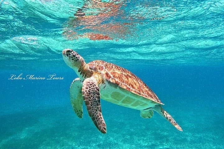 Cozumel Star & Turtle Sanctuary Snorkel — Palancar, Colombia, El Cielo photo 4