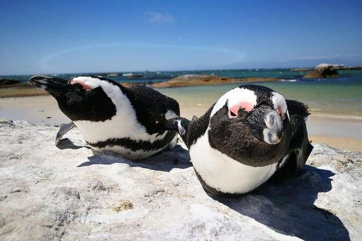 Cape Peninsula Full-Day Tour: Penguins, Cape Point & Chapman’s Peak Scenic Drive photo 2