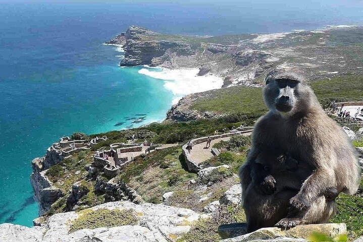 Cape Peninsula Full-Day Tour: Penguins, Cape Point & Chapman’s Peak Scenic Drive photo 3