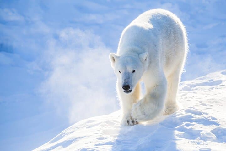 Private Ranua Zoo Tour from Rovaniemi — Arctic Wildlife Encounter photo 2