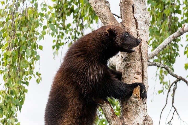 Private Ranua Zoo Tour from Rovaniemi — Arctic Wildlife Encounter photo 3