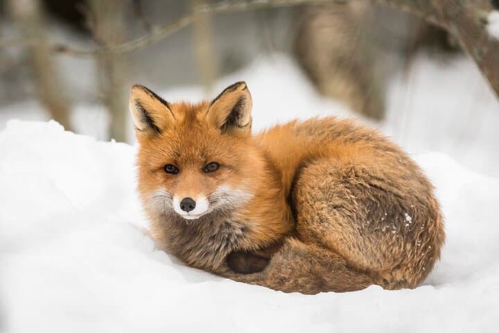 Private Ranua Zoo Tour from Rovaniemi — Arctic Wildlife Encounter