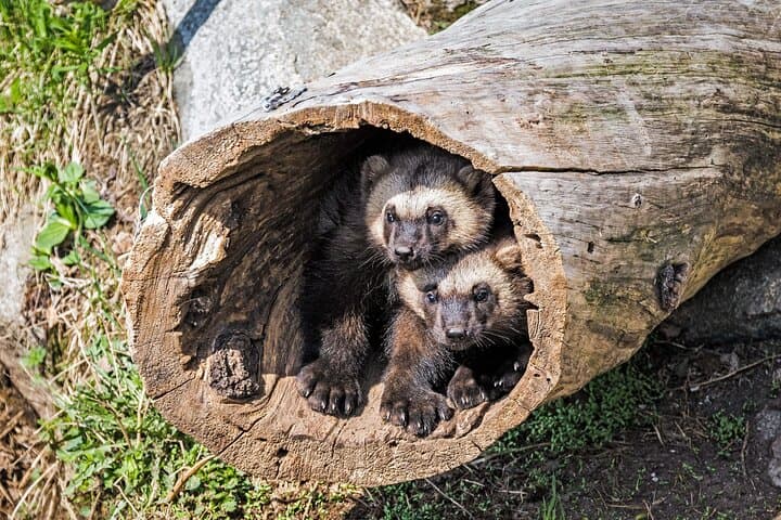 Private Ranua Zoo Tour from Rovaniemi — Arctic Wildlife Encounter photo 4