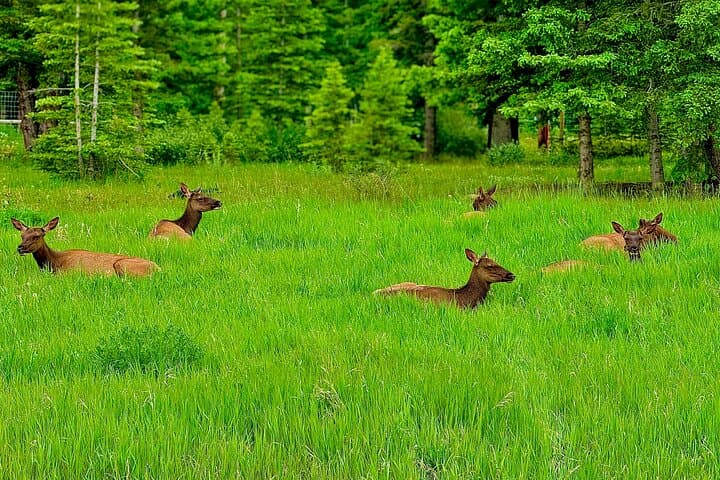 Best of Banff Private Tour: 3-Hour Signature Scenic Experience photo 6