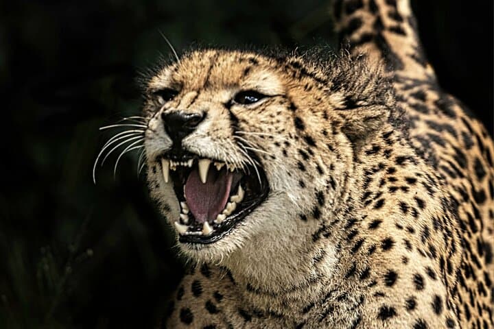 Chobe Quadripoint Predator Safari: Lions, Leopards & Chobe River Cruise