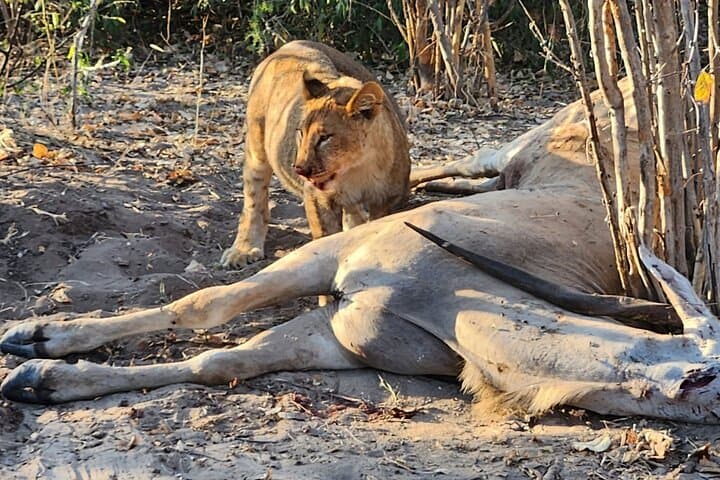 Chobe Quadripoint Predator Safari: Lions, Leopards & Chobe River Cruise photo 4