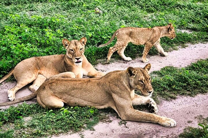 Chobe Express: Half-Day 4x4 Safari to See Africa’s Largest Elephant Herds photo 4