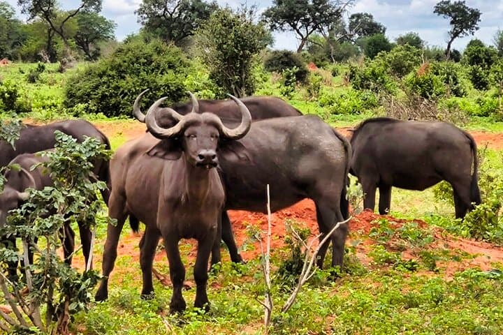 Chobe Express: Half-Day 4x4 Safari to See Africa’s Largest Elephant Herds photo 6