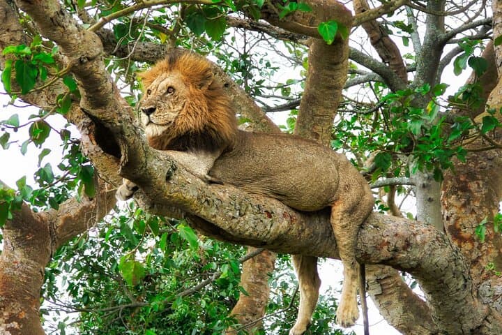 Chobe Express: Half-Day 4x4 Safari to See Africa’s Largest Elephant Herds