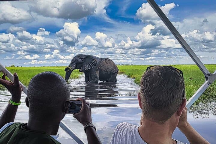 Chobe River Half-Day Safari: Elephants & Wildlife from Kasane photo 3
