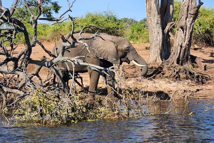 Chobe River Half-Day Safari: Elephants & Wildlife from Kasane photo 6