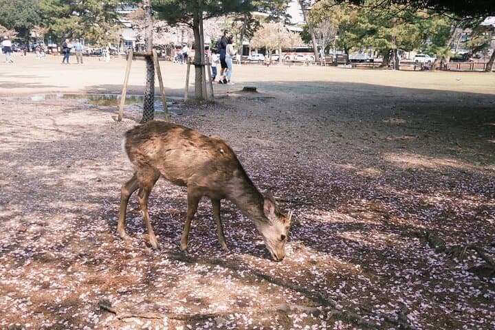 Private Nara and Kyoto Day Tour: Temples, Deer, and Fushimi Inari photo 4
