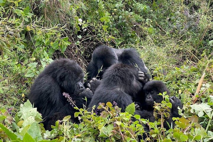 Custom Uganda Safaris — Gorilla Trekking, Murchison Falls & Chimp Tracking photo 2