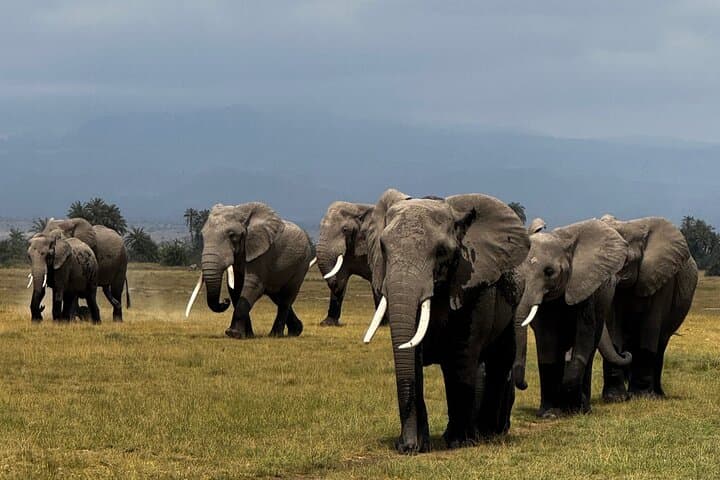 Private 3-Day Maasai Mara Safari — Luxury Camp, 4x4 Game Drives & Maasai Village