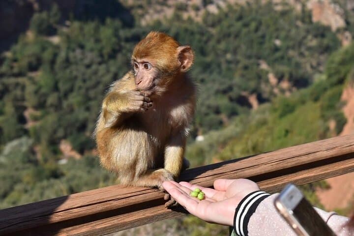 Ouzoud Falls Day Trip from Marrakech: Waterfalls, Monkeys & Boat Rides photo 5