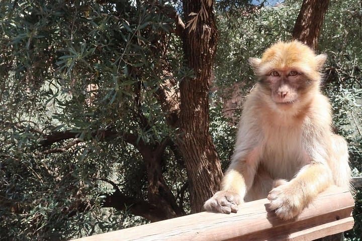 Day Trip to Ouzoud Waterfalls from Marrakech: Hike, Swim & Boat photo 3