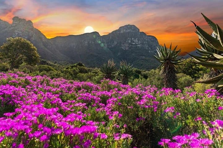 Kirstenbosch Botanical Garden: Cape Town Fynbos Walks & Canopy Views photo 2