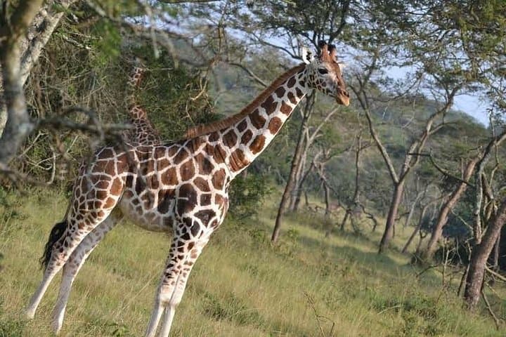 3-Day Lake Mburo & Queen Elizabeth National Parks Safari — Night Drives, Walking Safaris & Kazinga Boat Cruise