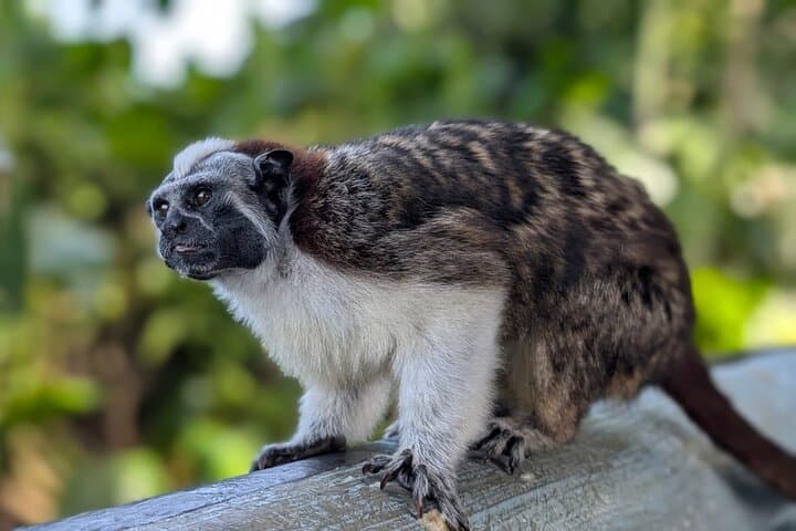 Panama Canal Boat Tour to Monkey Island — Wildlife, History & Practical Guide photo 5