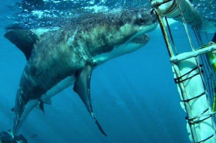 Full-Day Shark Cage Diving Near Cape Town - Great White Adventure photo 3