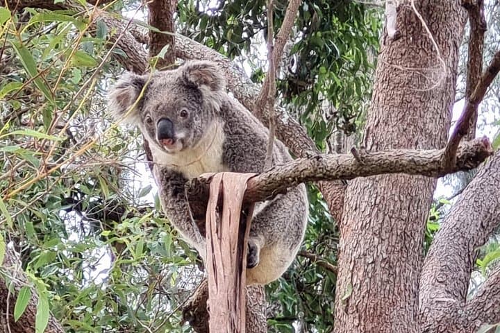 Koalas, Glow Worms & Kangaroos: Nocturnal Rainforest Walk in the Gold Coast Hinterland photo 2
