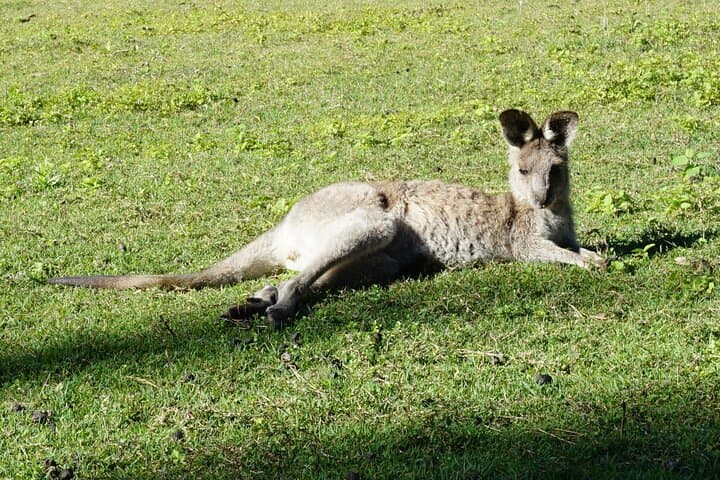 Koalas, Glow Worms & Kangaroos: Nocturnal Rainforest Walk in the Gold Coast Hinterland photo 6