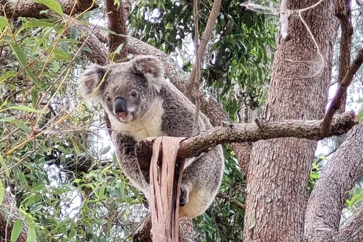Kangaroos & Koalas in the Wild — Private Gold Coast Wetland Walk photo 2