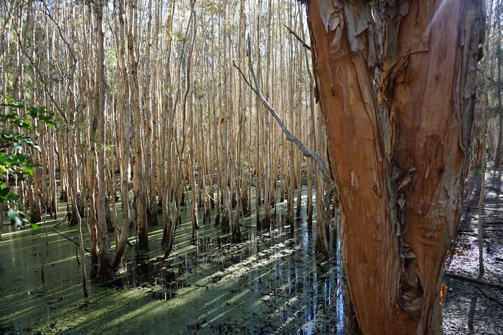 Kangaroos & Koalas in the Wild — Private Gold Coast Wetland Walk photo 5