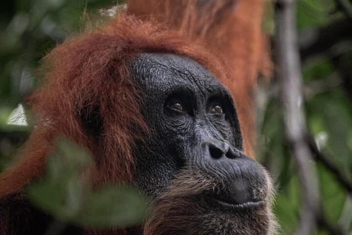 Ethical Jungle Trekking in Bukit Lawang: Full-Day Orangutan Encounter in Gunung Leuser