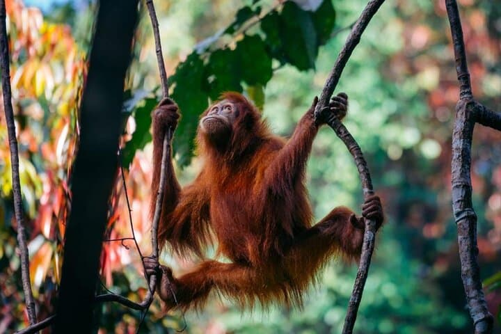 Ethical Jungle Trekking in Bukit Lawang: Full-Day Orangutan Encounter in Gunung Leuser photo 2