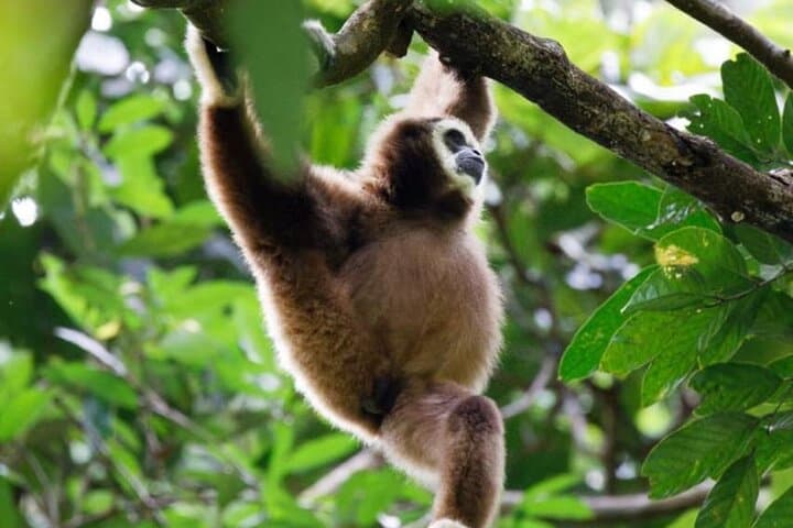Ethical Jungle Trekking in Bukit Lawang: Full-Day Orangutan Encounter in Gunung Leuser photo 3