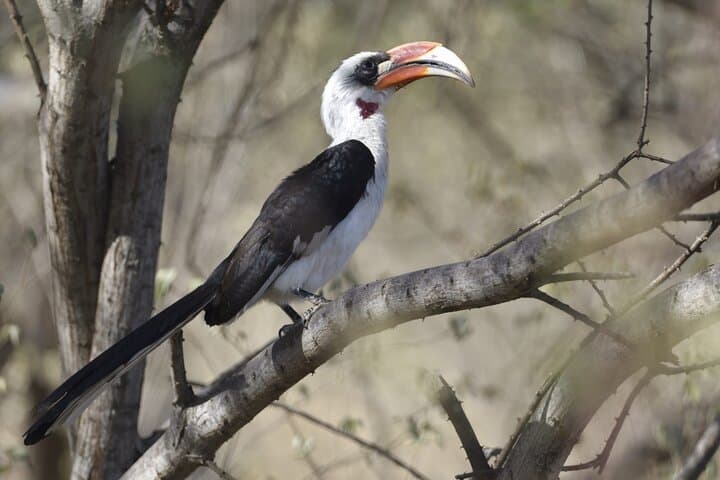 Northern Tanzania 7-Day Birdwatching and Wildlife Safari: Tarangire, Manyara, Ngorongoro & Serengeti photo 1