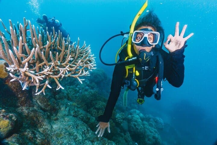 Two-Stop Red Sea Diving: Ras Mohamed & White Island from Sharm El Sheikh photo 5