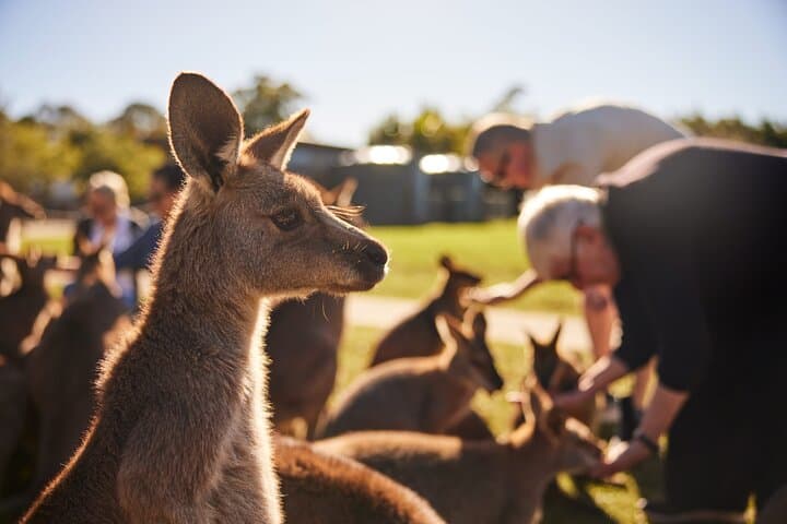Kiama and Kangaroos: South Coast Day Trip from Sydney via Sea Cliff Bridge photo 2