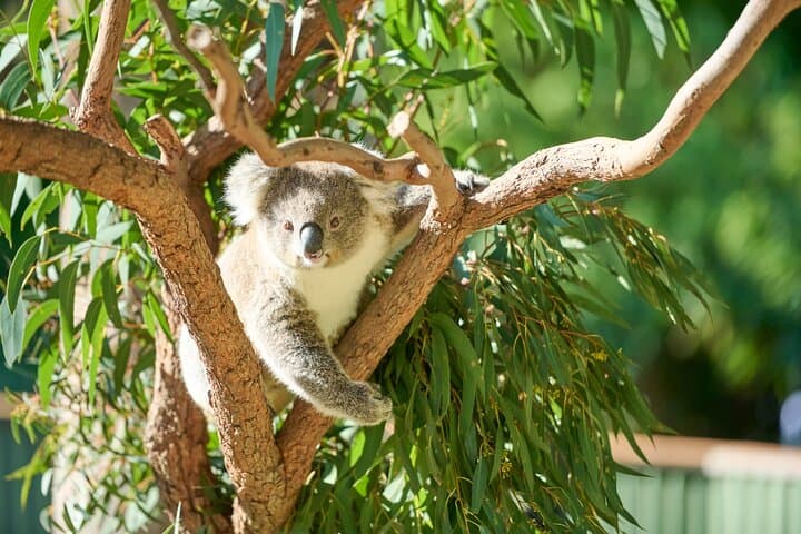 Kiama and Kangaroos: South Coast Day Trip from Sydney via Sea Cliff Bridge photo 3