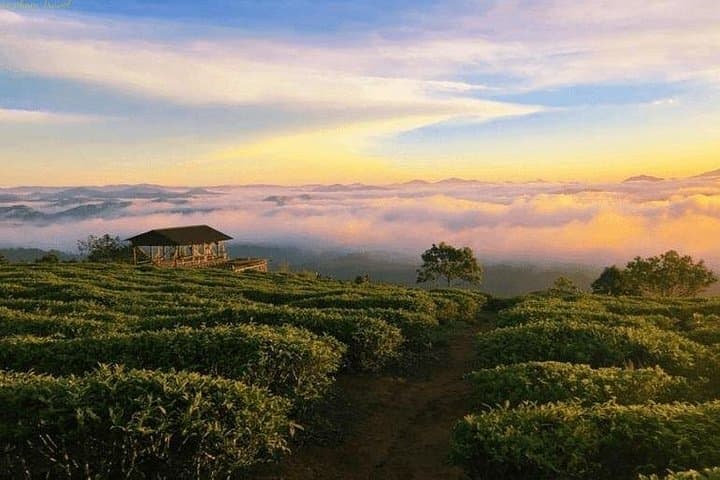 Cloud Hunting at Dawn in Da Lat: Cầu Đất Tea Hills, Strawberry Farms & Persimmon Gardens photo 1
