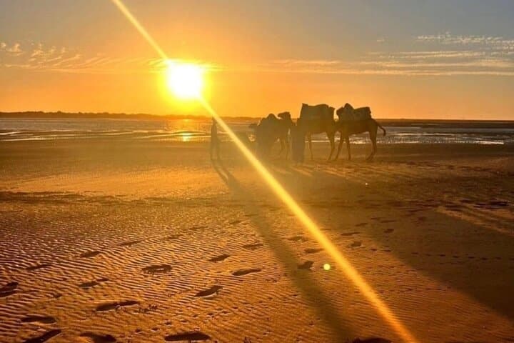 Agadir Sunset Camel Ride: Eucalyptus Trails & Wadi Souss Views photo 4