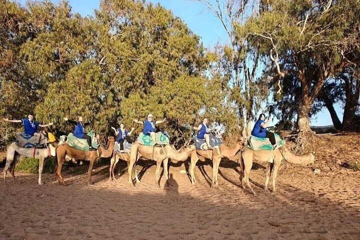 Agadir Sunset Camel Ride: Eucalyptus Trails & Wadi Souss Views photo 5