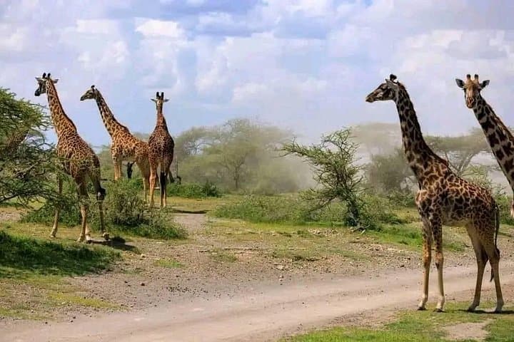Mikumi in a Day: Fly from Zanzibar for a Full-Day Safari
