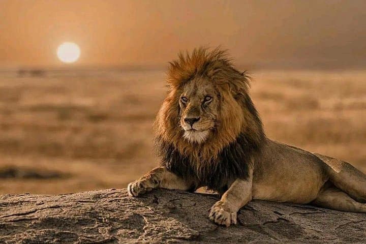 Mikumi in a Day: Fly from Zanzibar for a Full-Day Safari photo 2
