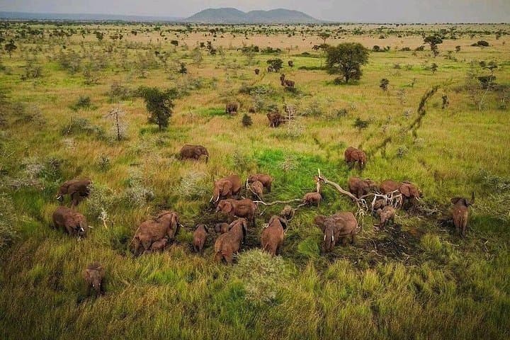Mikumi in a Day: Fly from Zanzibar for a Full-Day Safari photo 3