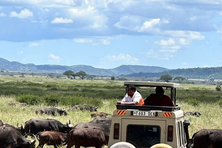 Mikumi in a Day: Fly from Zanzibar for a Full-Day Safari photo 5