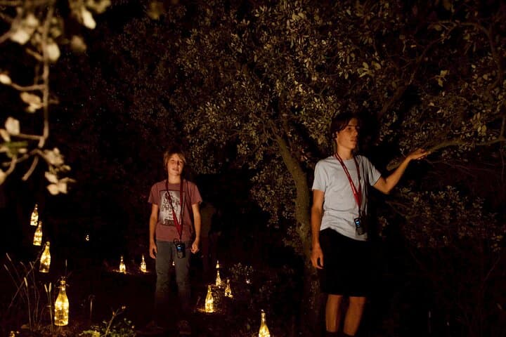 Night Walk Between Vines and Lights — Drôme Provençale Immersive Tour