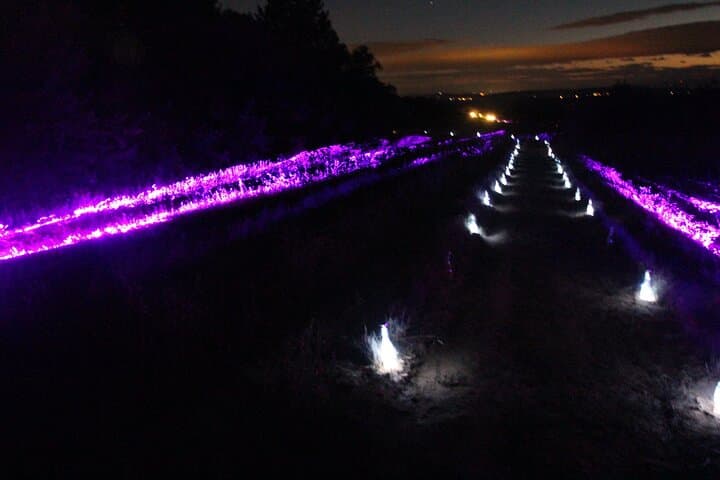 Night Walk Between Vines and Lights — Drôme Provençale Immersive Tour photo 4